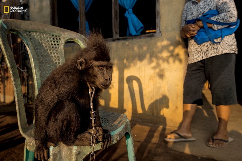 Stolen from the wild, young Nona (Nona means “Miss”) leads a chained existence with a family in Kumersot. Keeping endangered yaki as pets is illegal; animal welfare groups are working to find and rescue them. (Stefano Unterthiner/National Geographic)