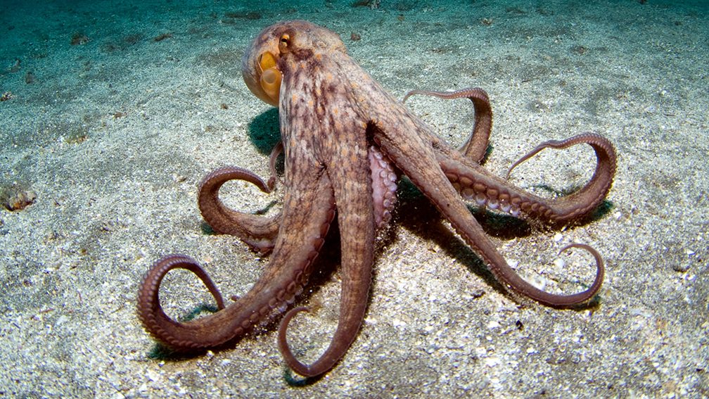 Octopus (Getty Images)