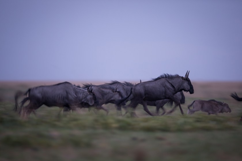 (Will Burrard-Lucas)