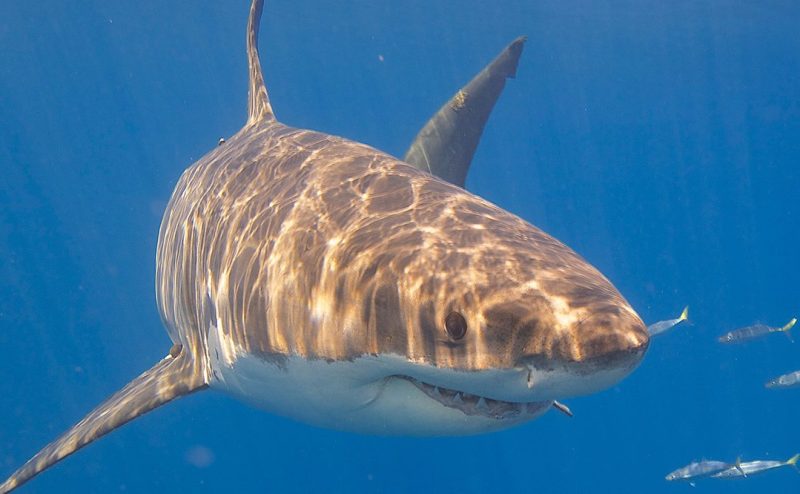 Great white shark (Elias Levy/Flickr)