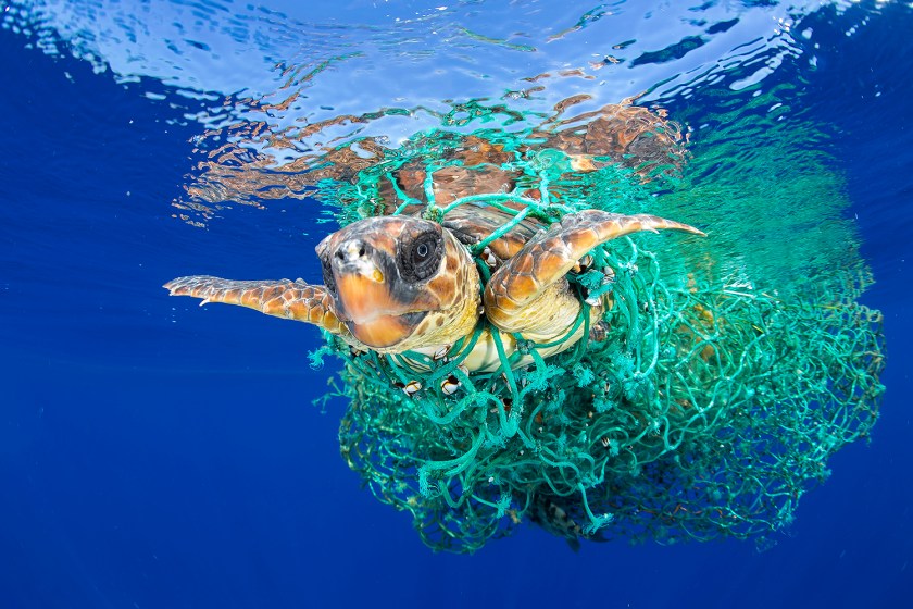 Nature - First Prize, Singles: A sea turtle entangled in a fishing net swims off the coast of Tenerife, Canary Islands, Spain, on 8 June 2016. Sea turtles are considered a vulnerable species by the International Union for Conservation of Nature. Unattended fishing gear is responsible for many sea turtle deaths. (Francis Pérez)