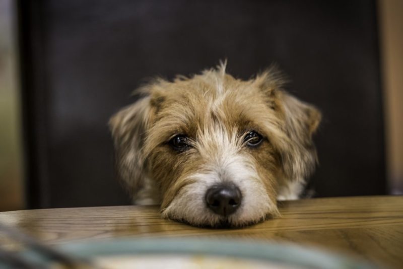 A brown and white Parson's Terrier sits at a dinner table with an empty plate visible in front of it