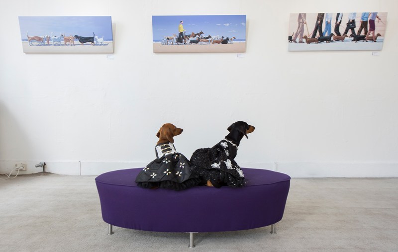 Avalon and Maluka, minature dachshunds inside the Soho Galleries on March 11, 2017 in Sydney, Australia. (James D. Morgan/Getty Images)