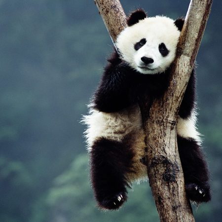 New Research Reveals Theory of Why Giant Pandas Are Black and White
