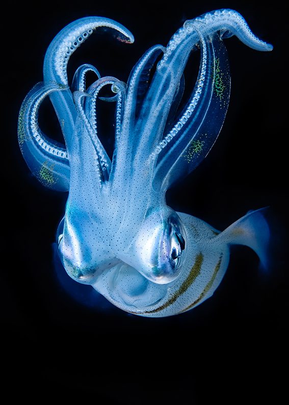 Sony World Photography Awards