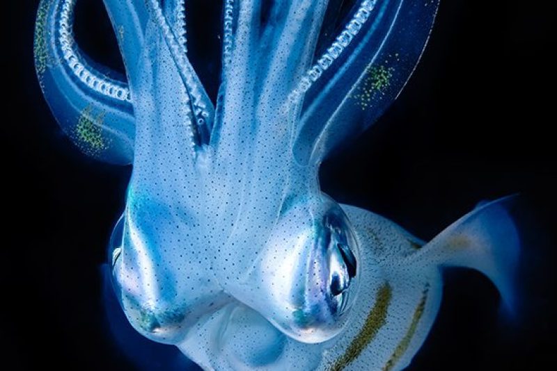 Sony World Photography Award Winners