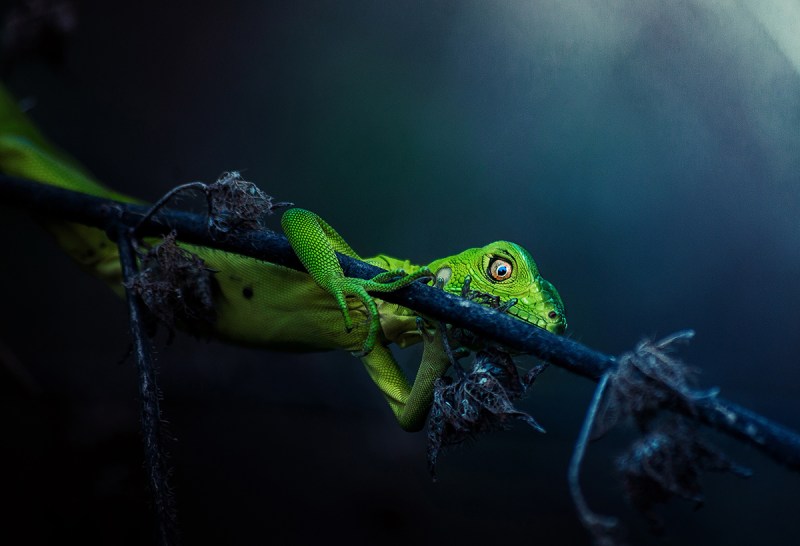 Sony World Photography Award Winners