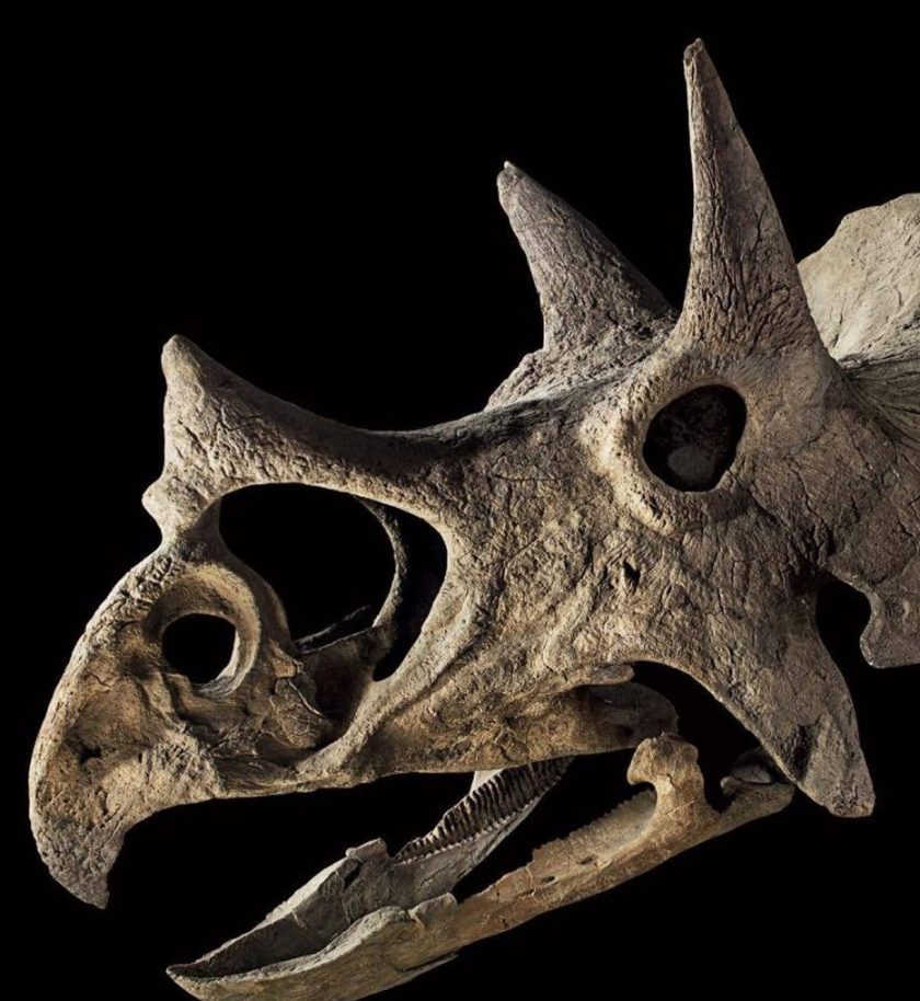 Triceratops skull (Drouot)