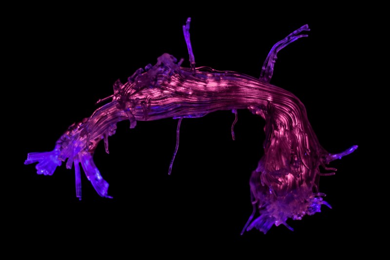 2017 Wellcome image award winners
