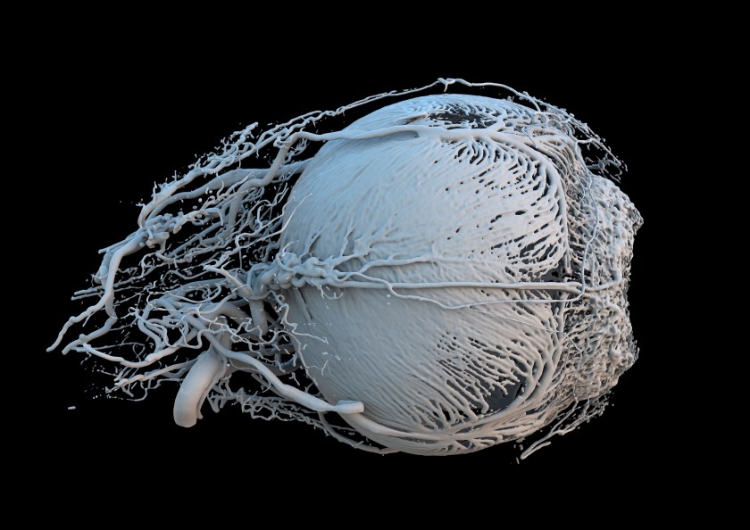 2017 Wellcome Image Awards Winners