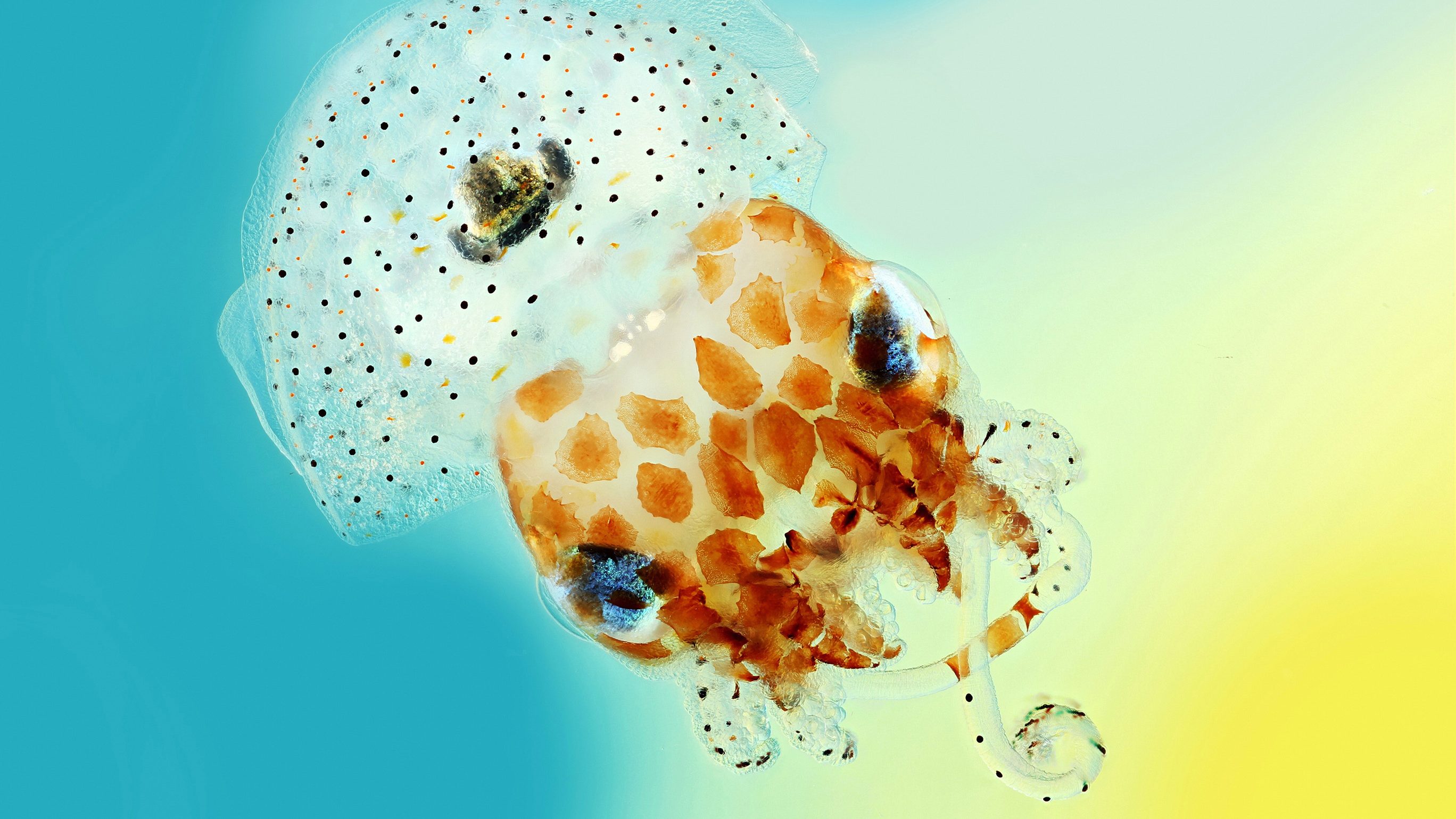 2017 Wellcome Image Awards Winners