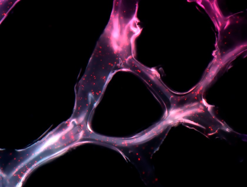 2017 Wellcome Image Awards Winners