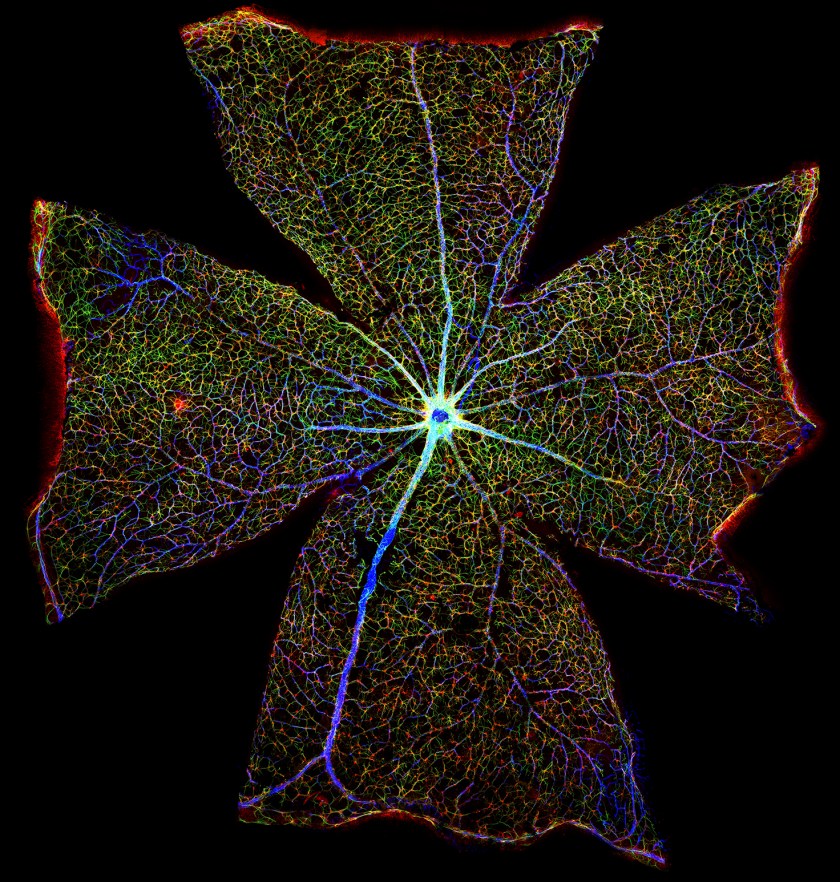2017 Wellcome Image Awards Winners