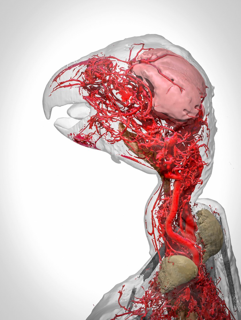 Blood vessels of the African grey parrot (Scott Birch and Scott Echols )