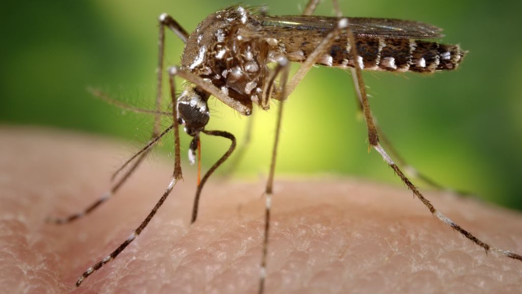 west nile virus