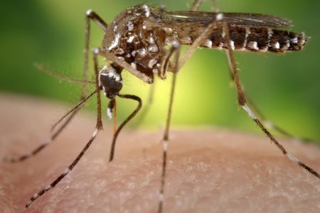 west nile virus