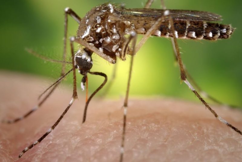 Aedes aegypti mosquito (James Gathany)