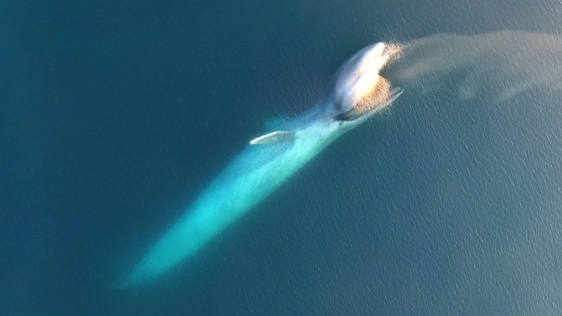 Blue whale seen hunting from the air (Oregon State University)