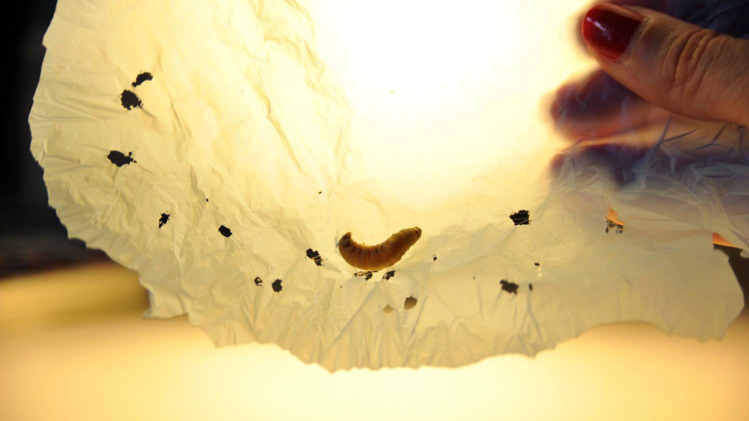 Plastic biodegraded by 10 worms in 30 minutes. (César Hernández/CSIC)