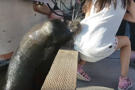 Screengrab from viral video of sea lion reaching up and snatching girl from dock.