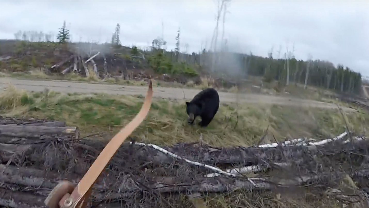 A black bear charges a hunter in spring 2017.