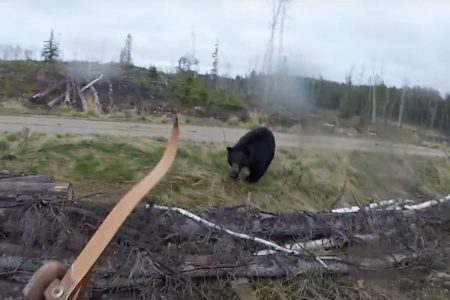 A black bear charges a hunter in spring 2017.