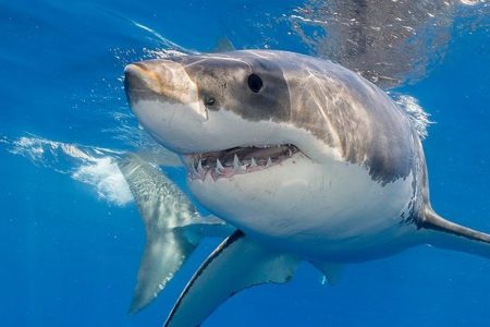 Great White Shark.