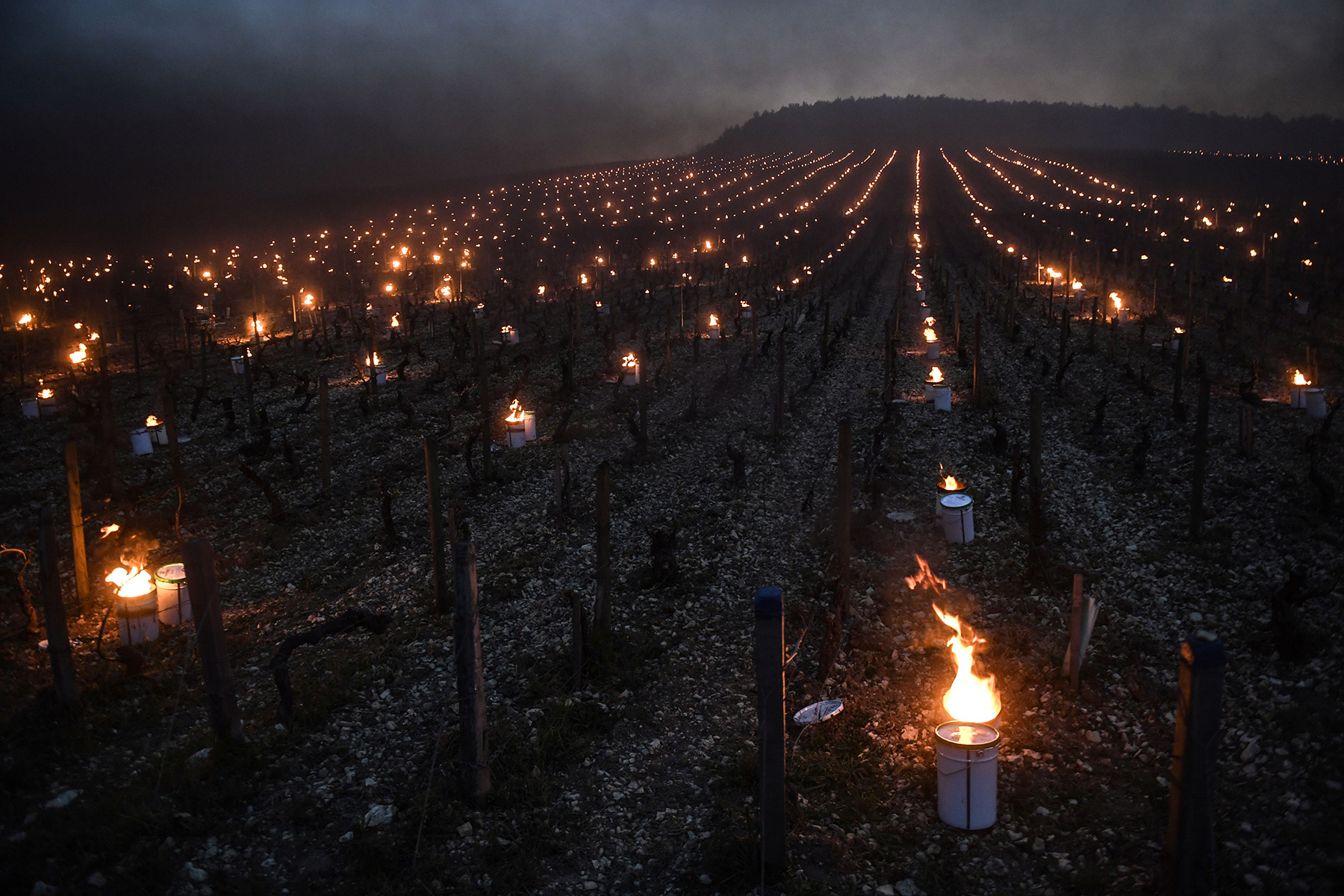French Vineyards See Billion-Dollar Losses to Crops After Late-April Frost