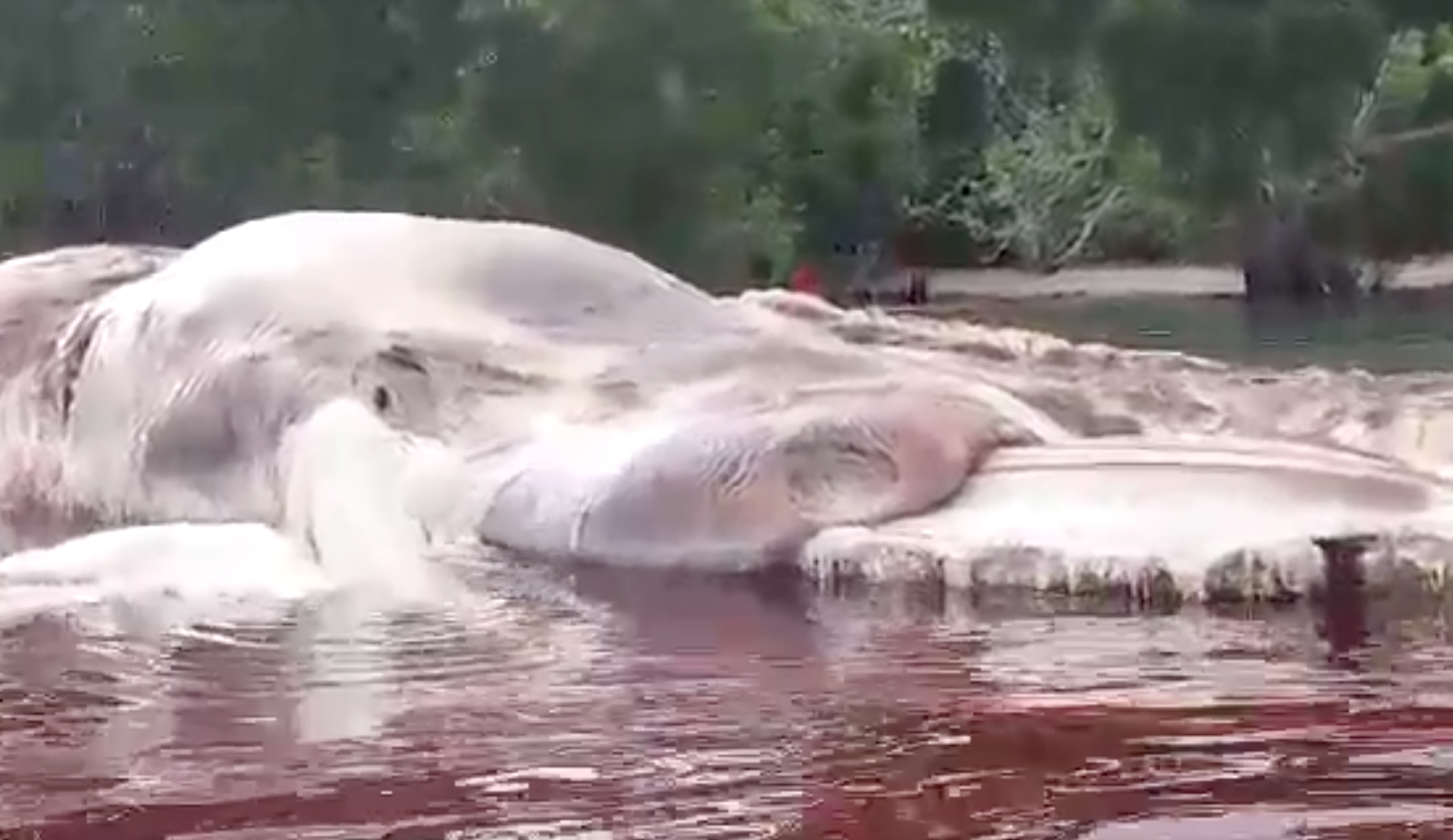 Mysterious rotting carcass in Indonesia