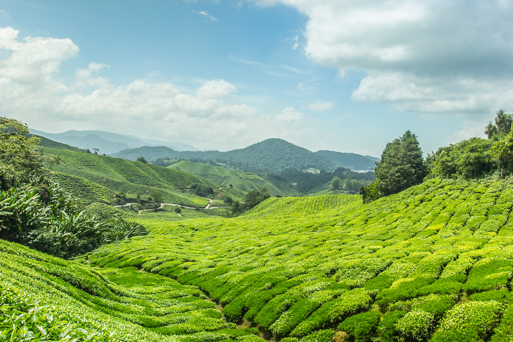 Pedal Through Sri Lanka With Butterfield & Robinson
