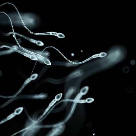 Sperm under microscope
