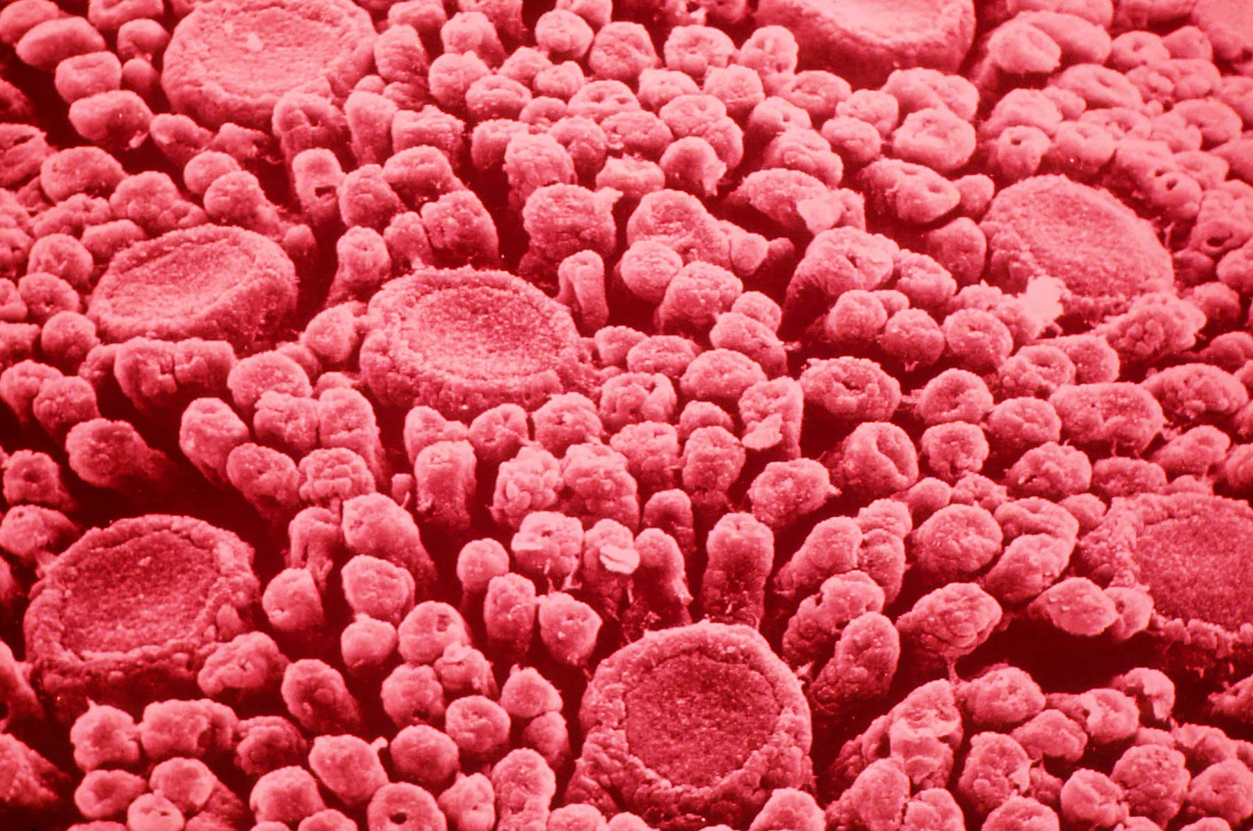 New research suggests tongues may have sixth taste bud