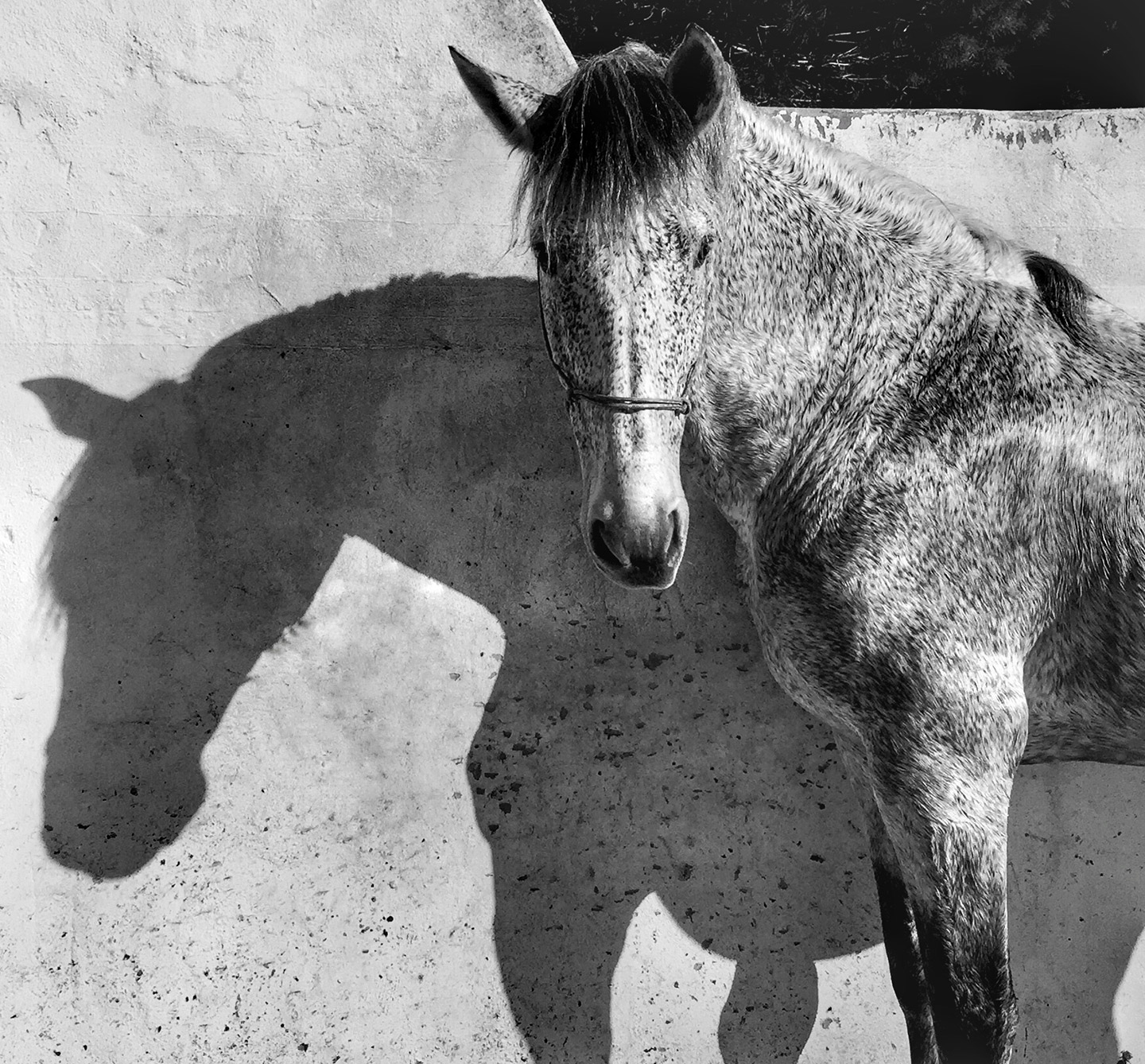 iPhone Photography Awards