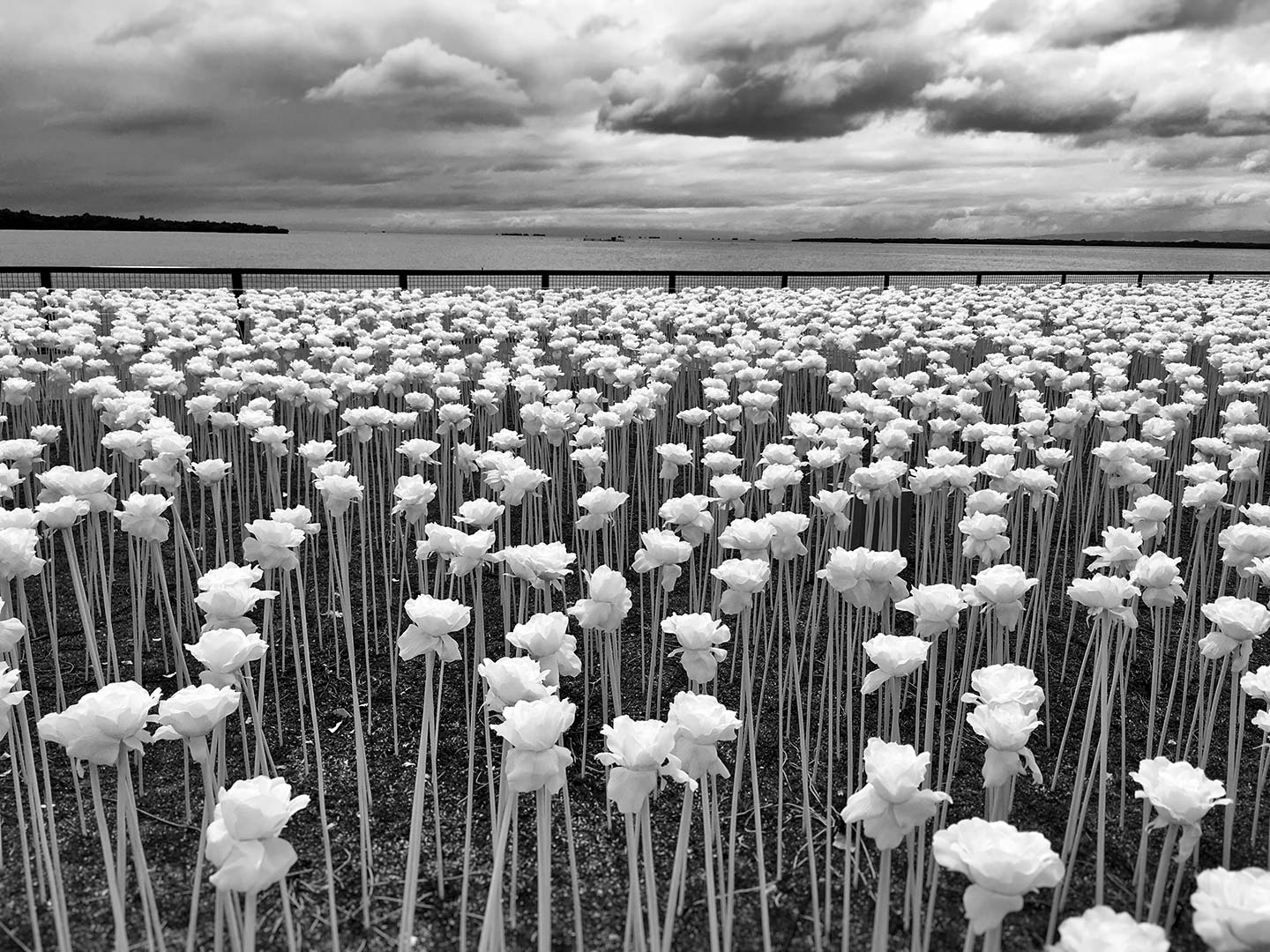 iPhone Photography Awards