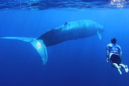 Swimming with blue whale. (Courtesy of Patrick/Natural World Safaris)