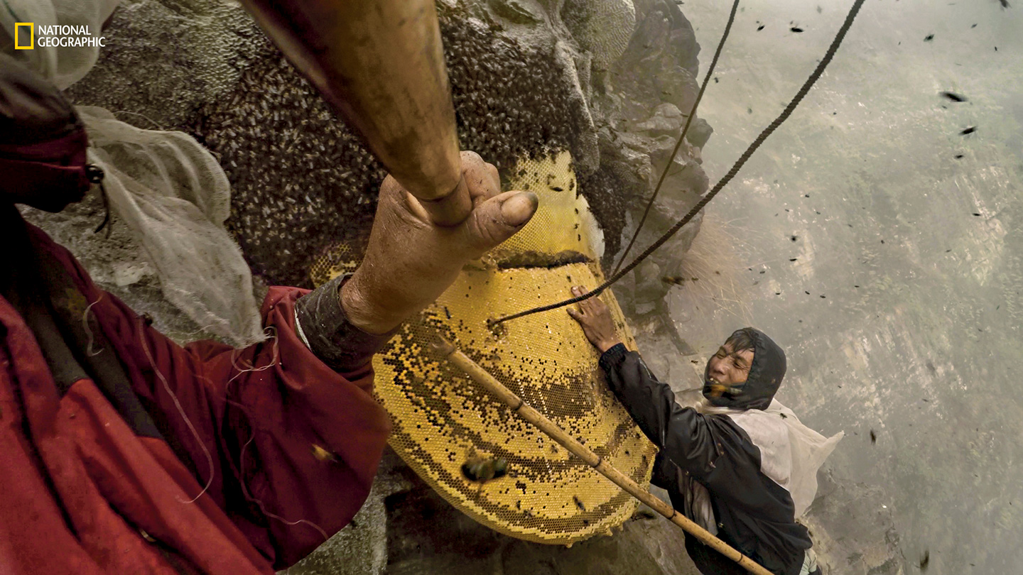 Honey Hunters