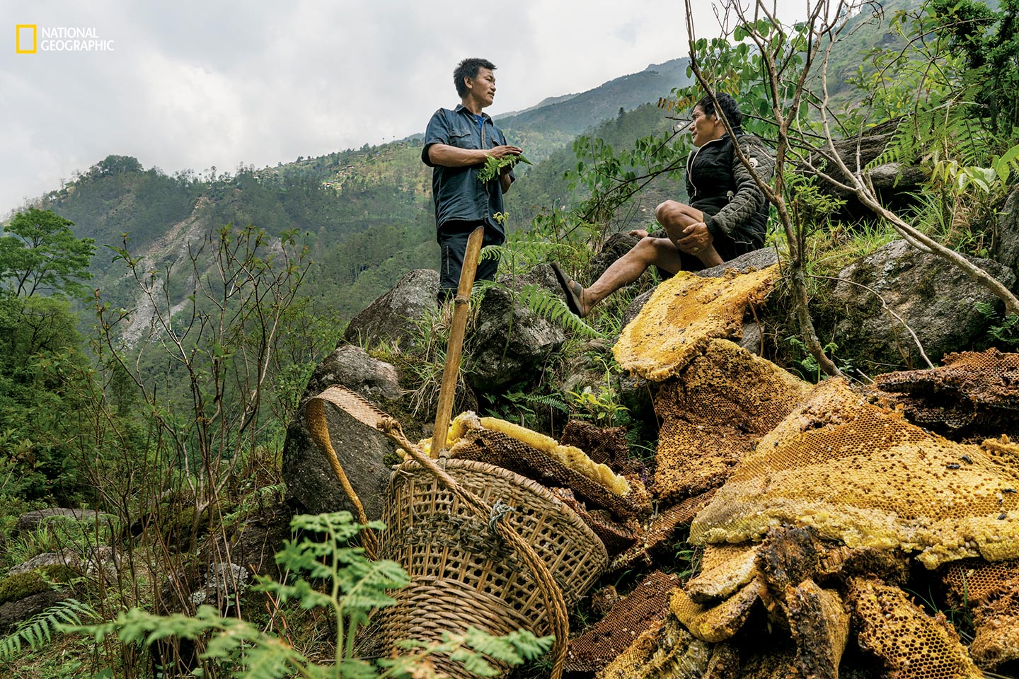 Honey Hunters