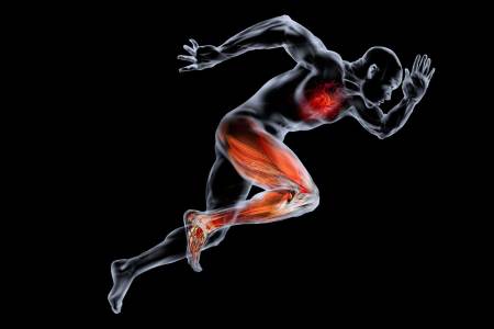 muscle hacking