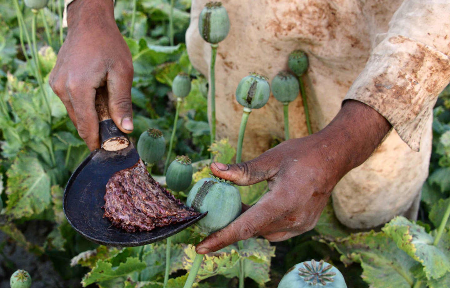 Harvesting Opium