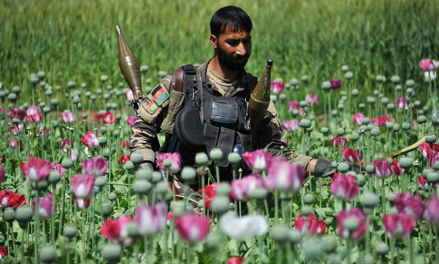 Poppy field