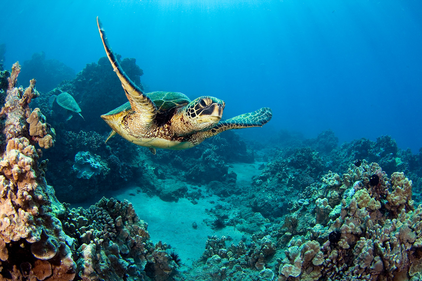 Green Sea Turtle