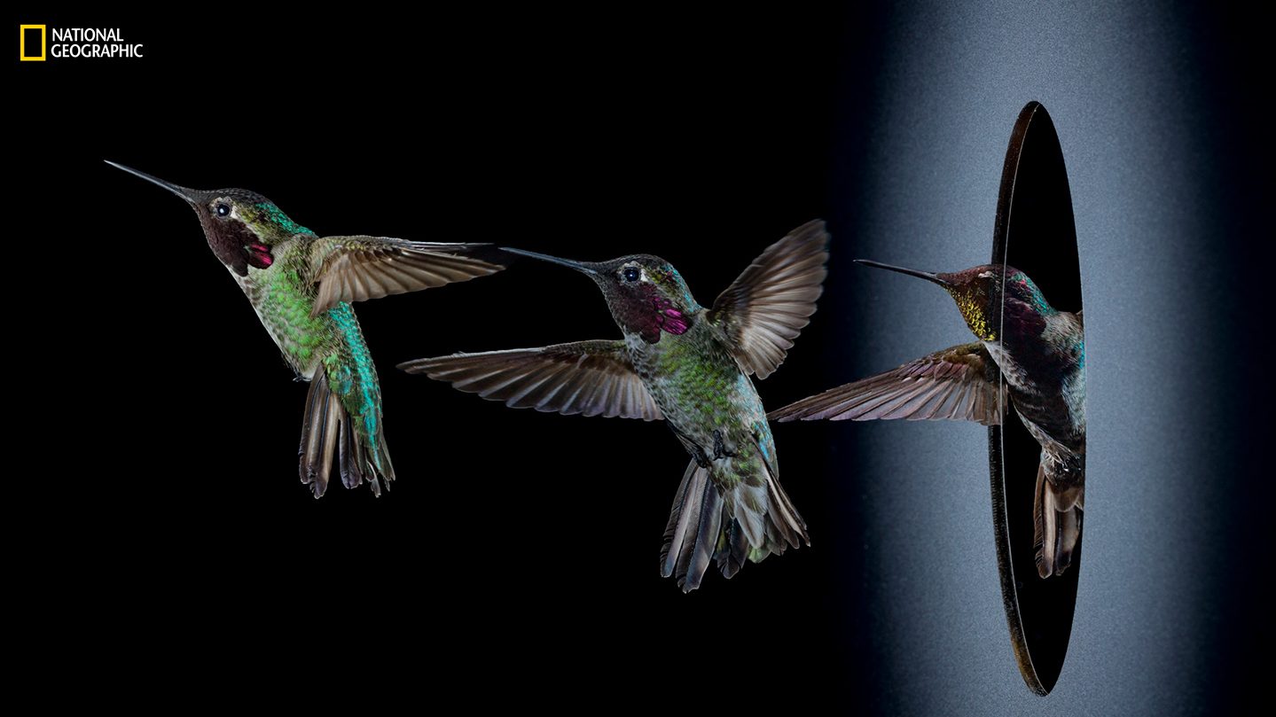 Hummingbird