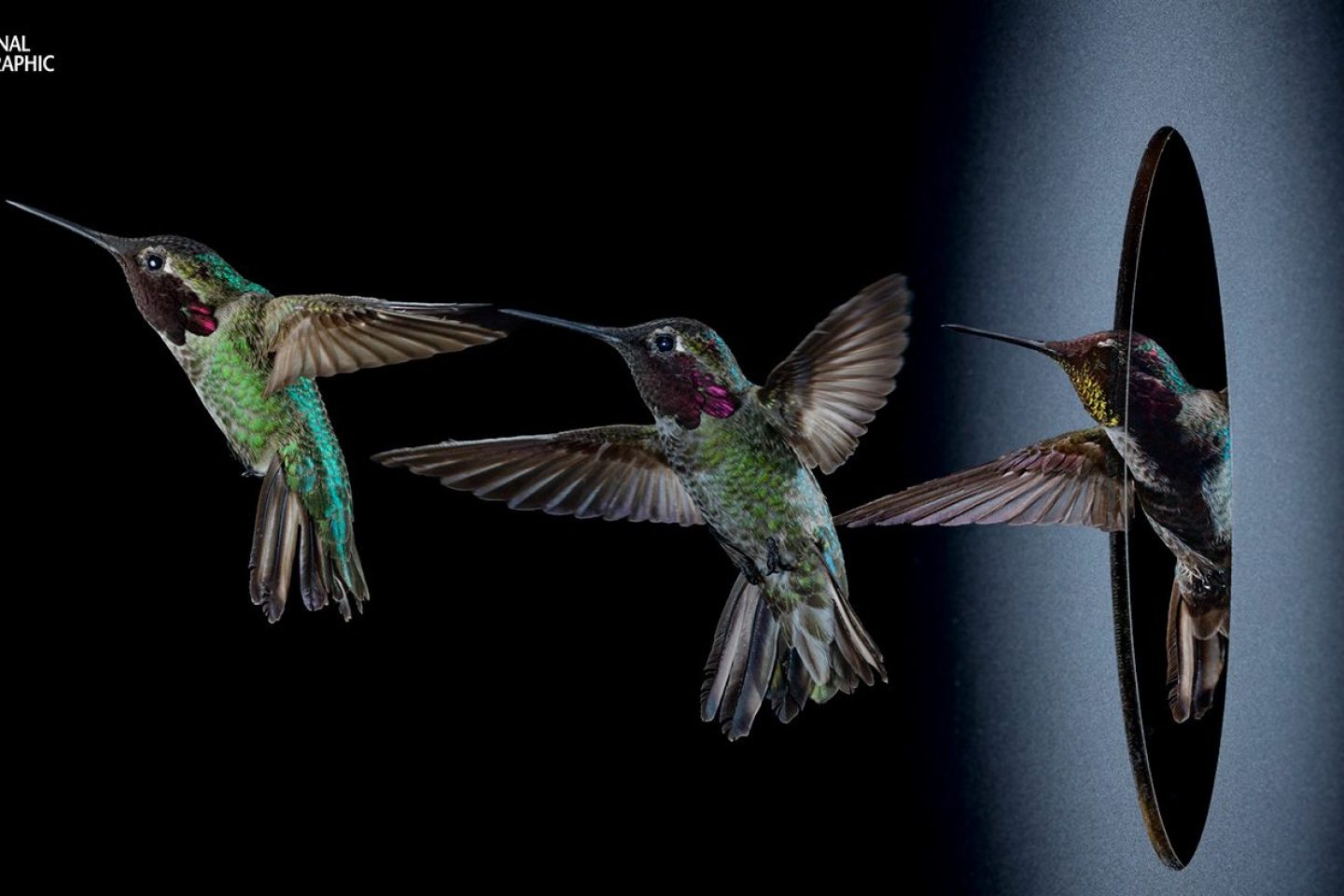 Hummingbird