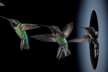 Hummingbird