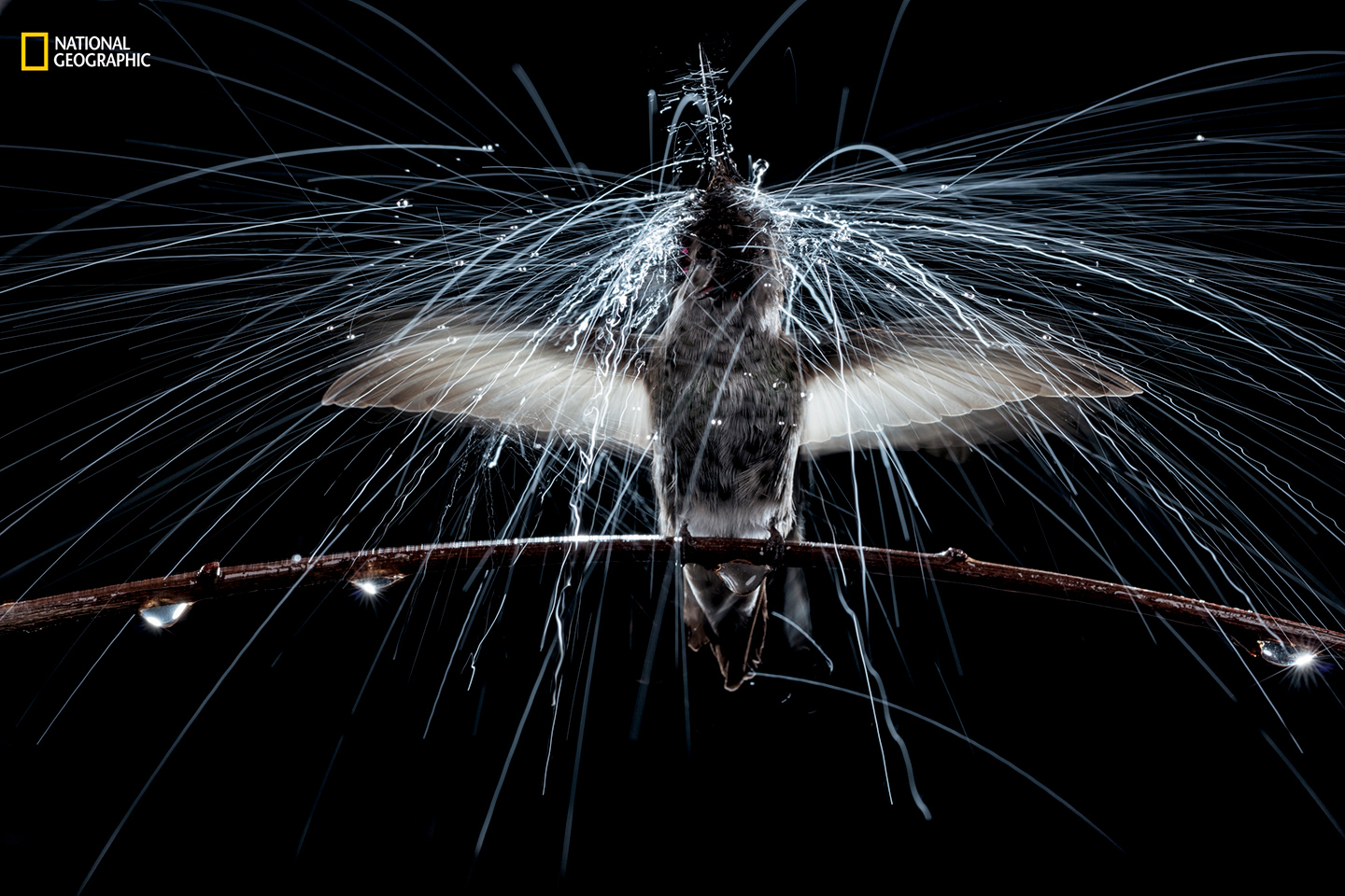 Hummingbird