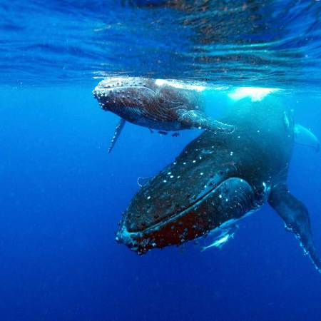 Whales Learn Songs like Humans