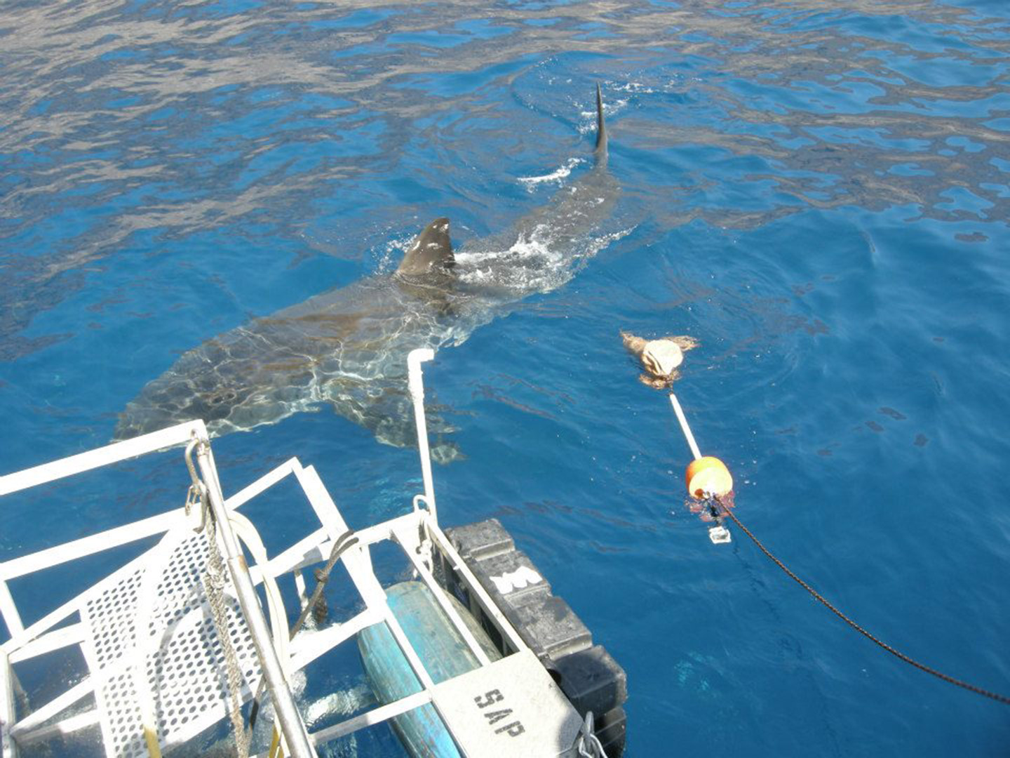 Swimming with Great White Sharks