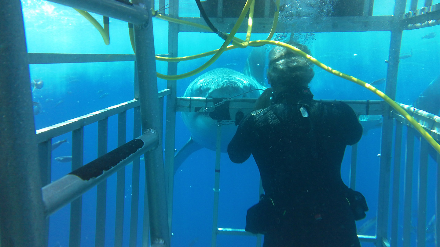 Swimming with Great White Sharks