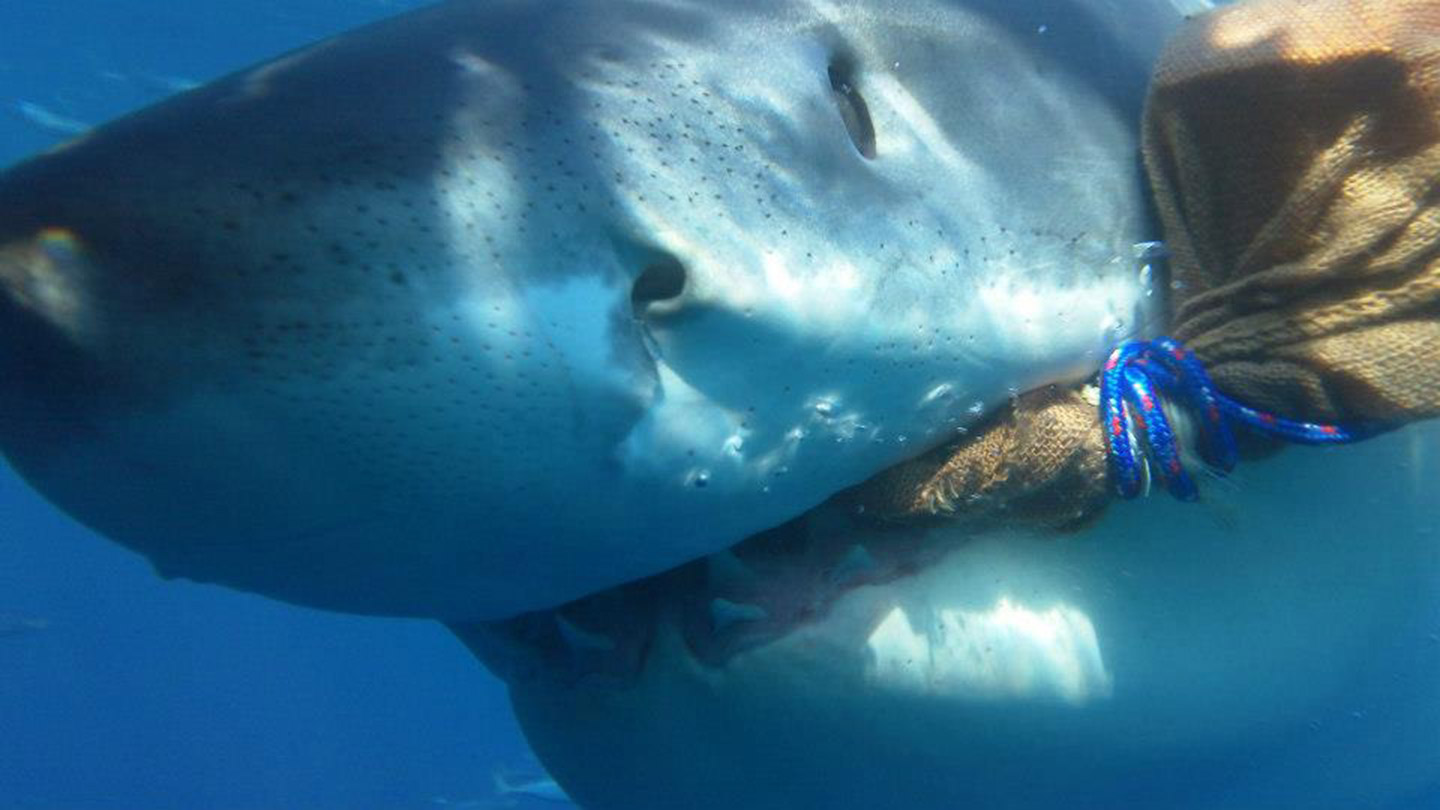 Swimming with Great White Sharks