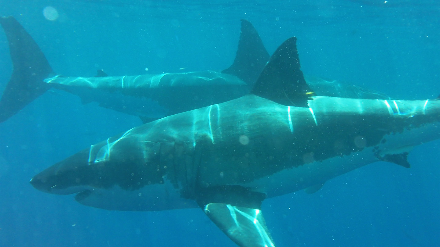 Swimming with Great White Sharks